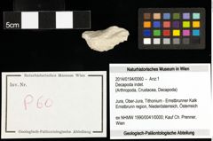 Foto (Objekt + Etiketten) von Decapoda indet. 